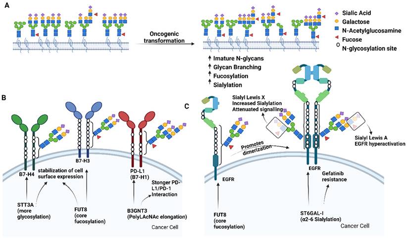 Theranostics Image