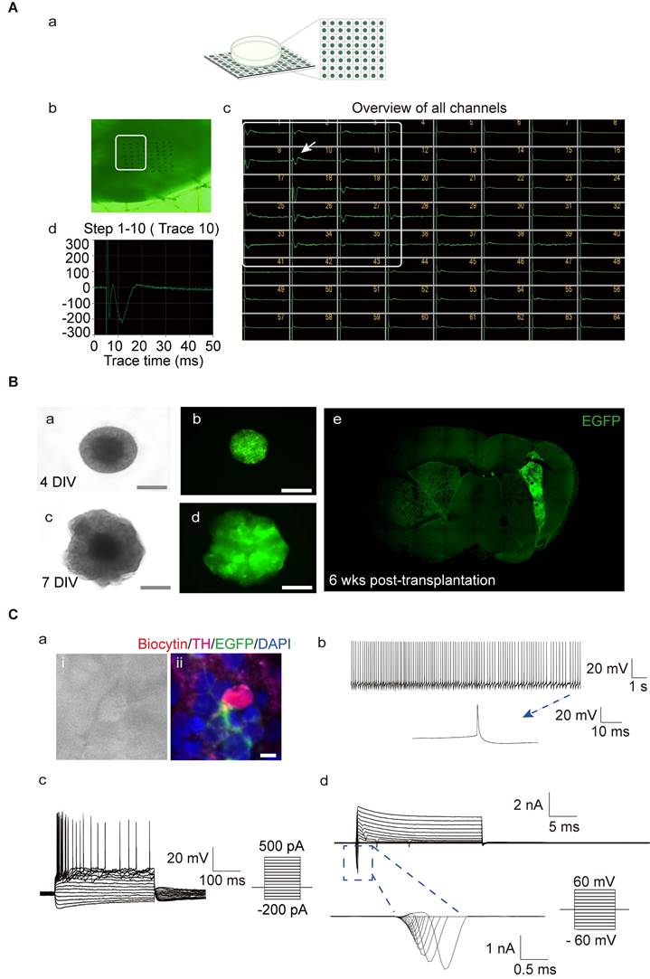 Theranostics Image