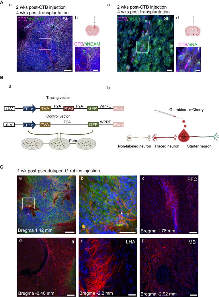 Theranostics Image