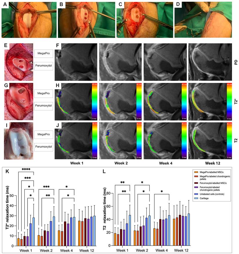 Theranostics Image