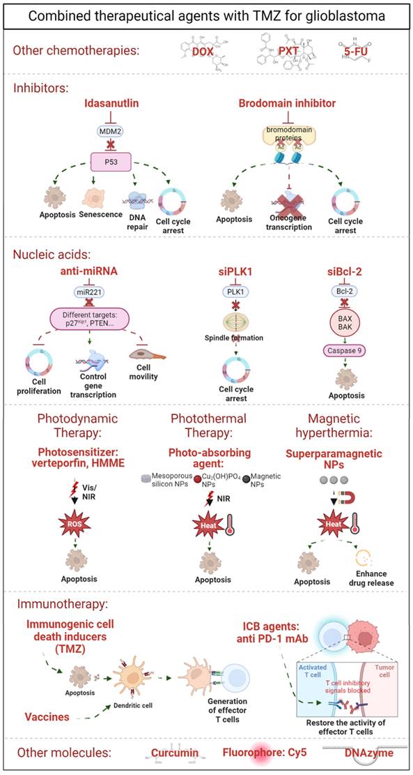 Theranostics Image