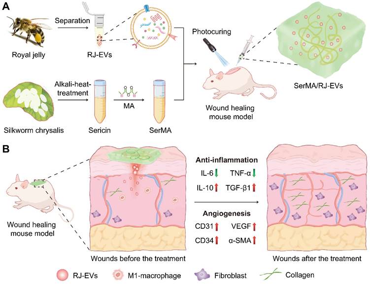 Theranostics Image