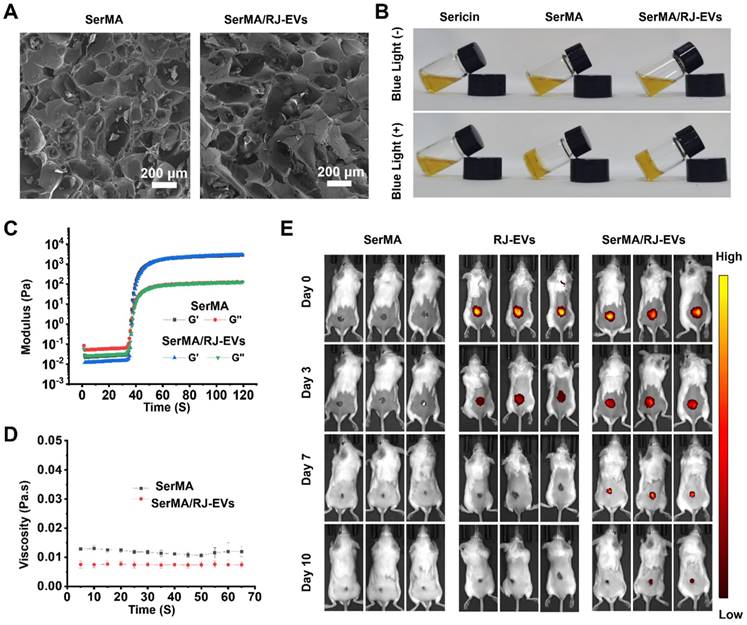 Theranostics Image