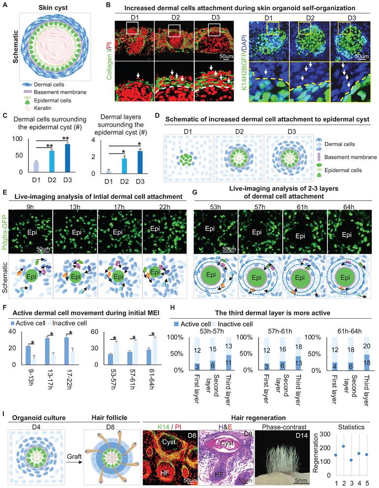 Theranostics Image