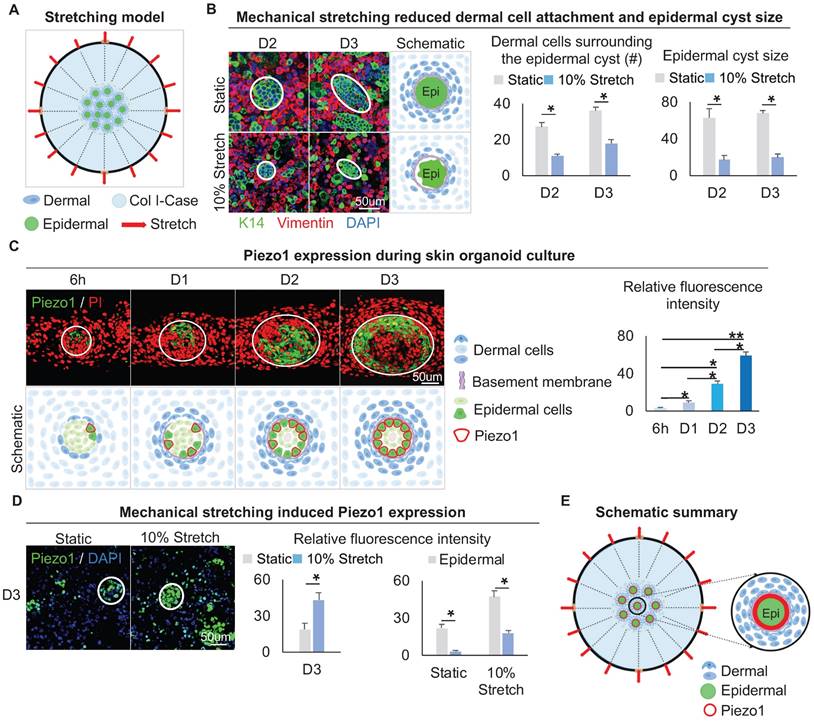 Theranostics Image