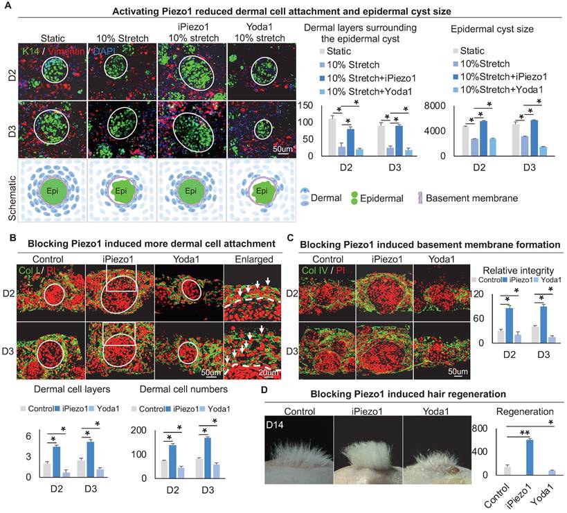 Theranostics Image