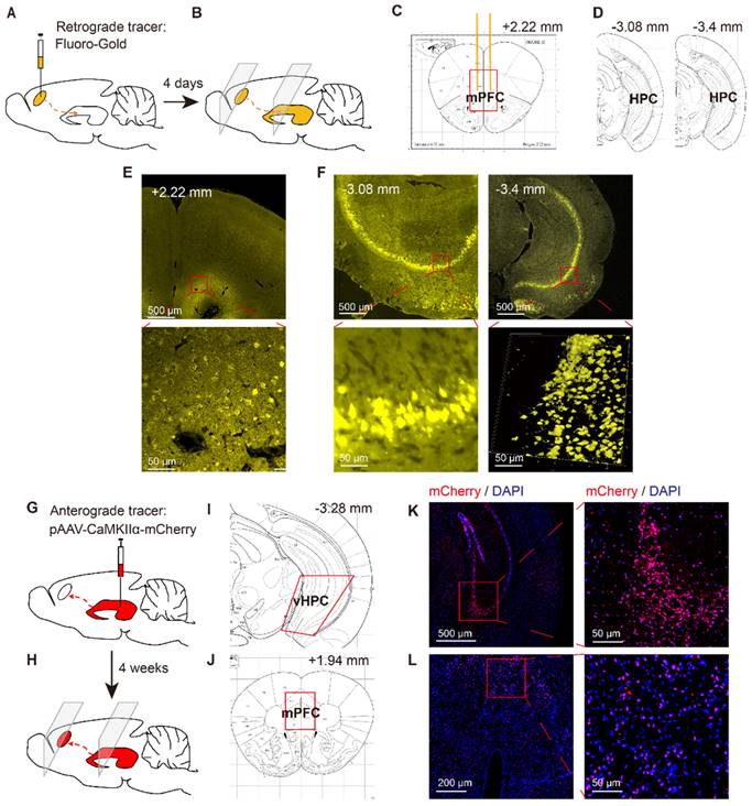 Theranostics Image