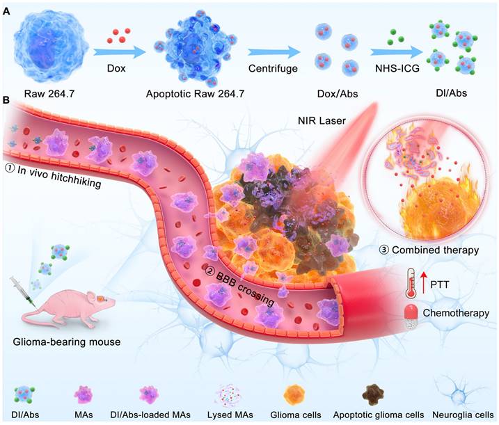 Theranostics Image