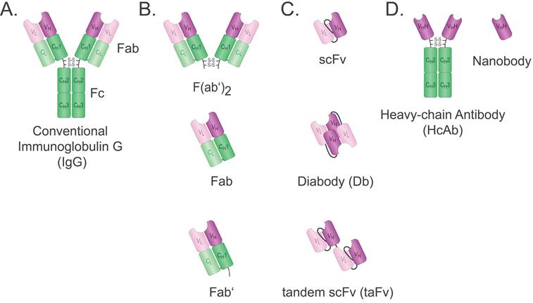 Theranostics Image