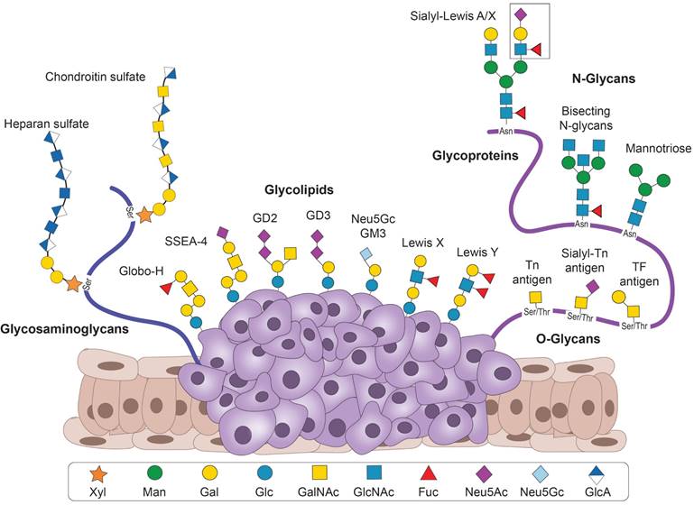 Theranostics Image