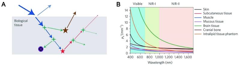 Theranostics Image