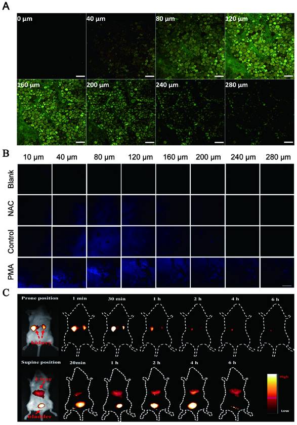 Theranostics Image