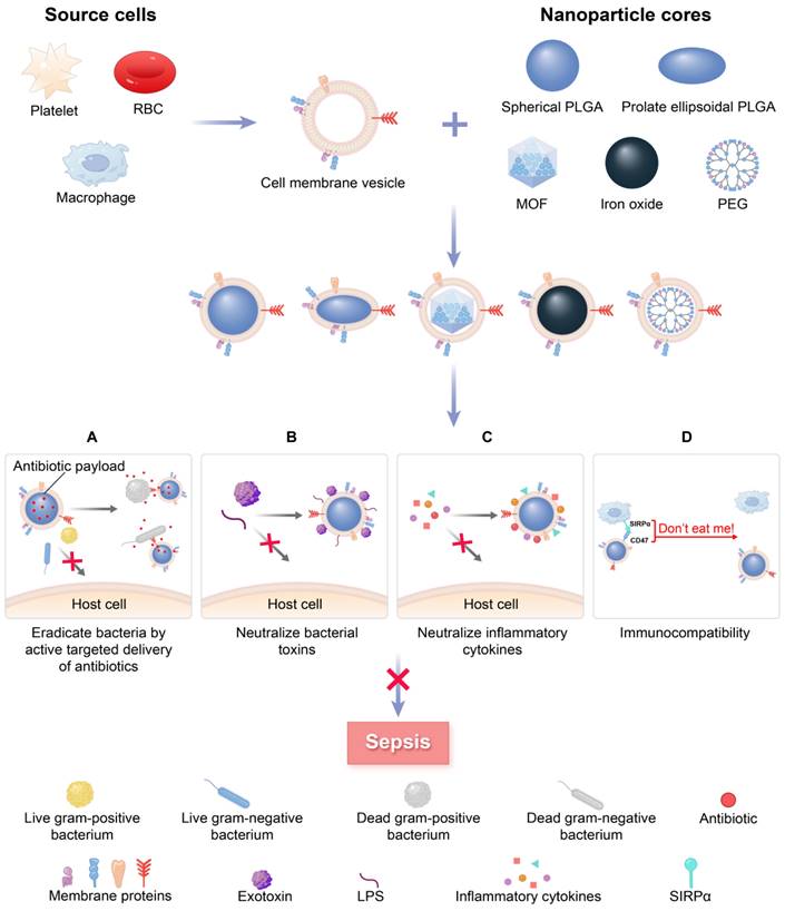 Theranostics Image