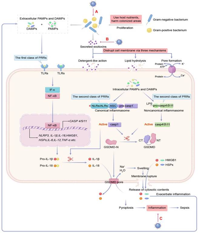 Theranostics Image