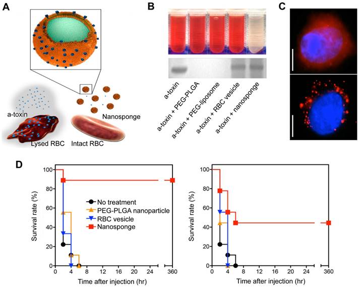 Theranostics Image