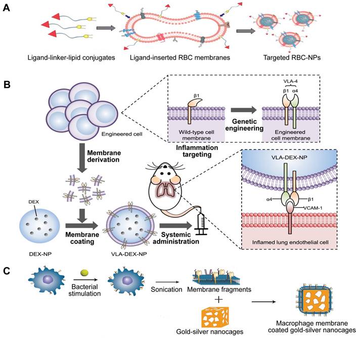 Theranostics Image