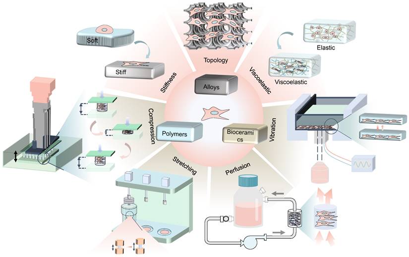 Substrate Compliance Directs the Osteogenic Lineages of Stem Cells from the  Human Apical Papilla via the Processes of Mechanosensing and  Mechanotransduction