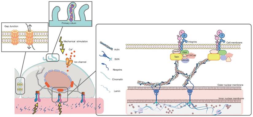 Theranostics Image