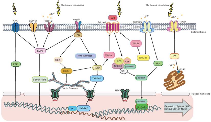 Theranostics Image