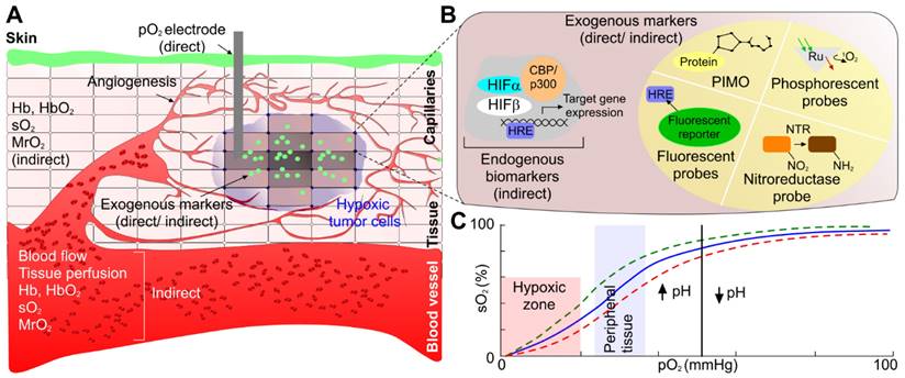 Theranostics Image