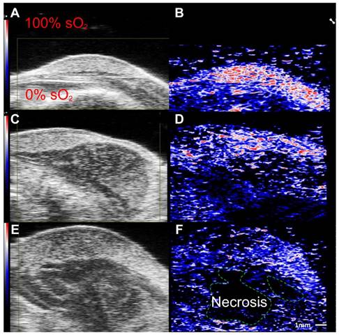 Theranostics Image