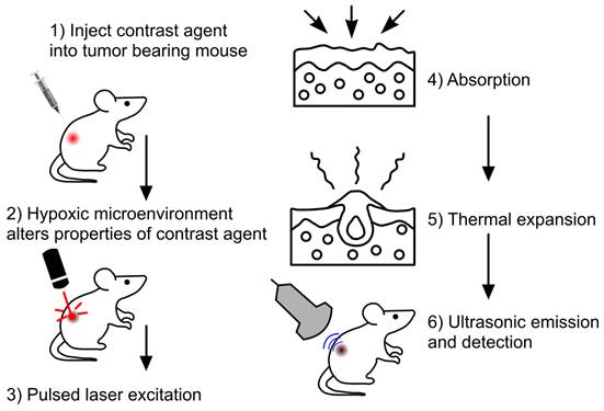 Theranostics Image