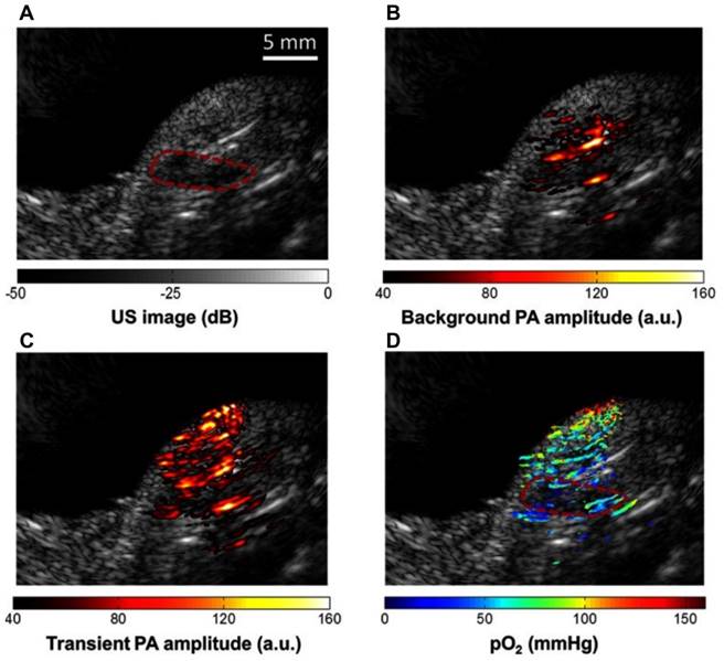 Theranostics Image