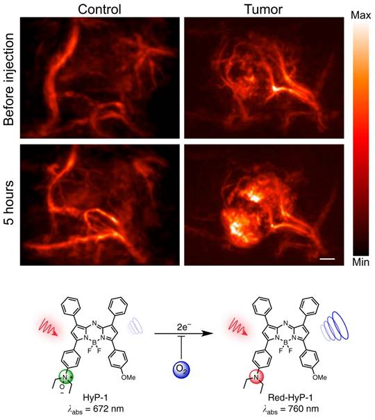 Theranostics Image