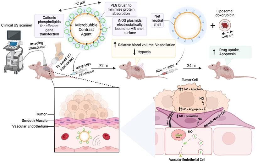 Theranostics Image