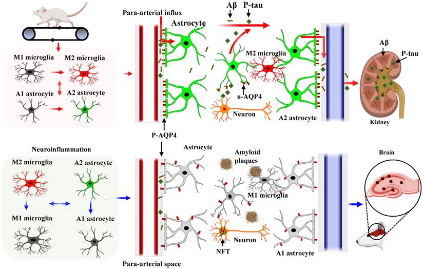 Theranostics Image