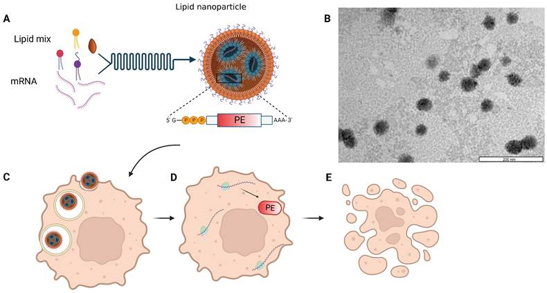 Theranostics Image