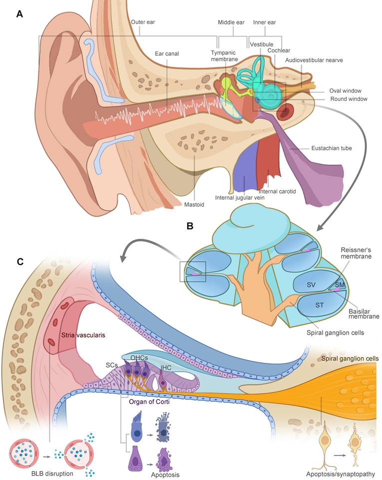 Theranostics Image