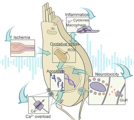 Theranostics Image