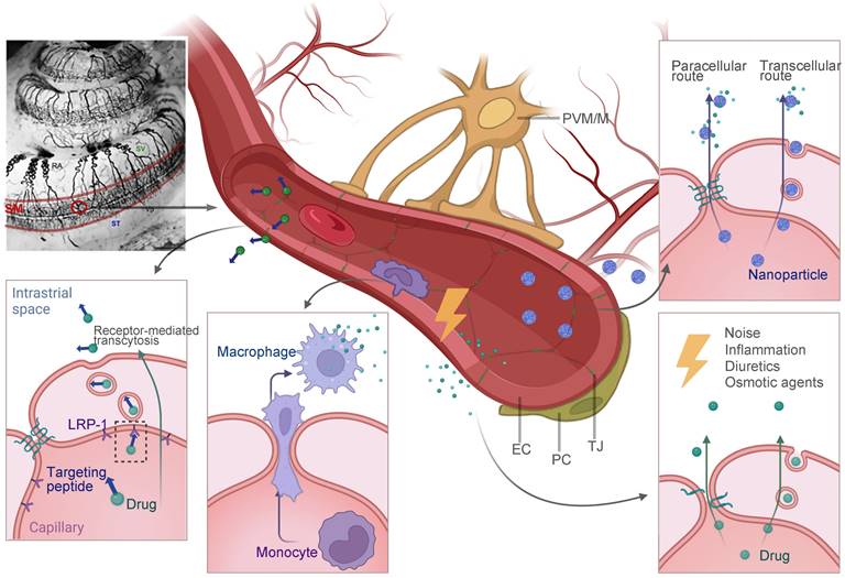 Theranostics Image