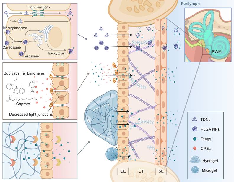 Theranostics Image