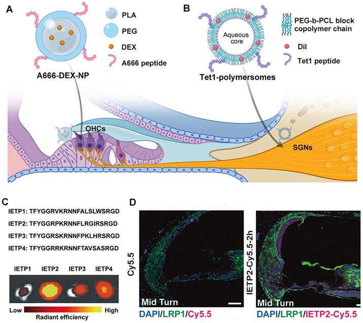 Theranostics Image