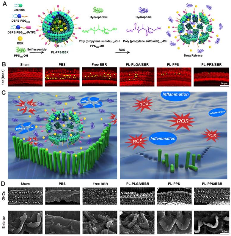 Theranostics Image