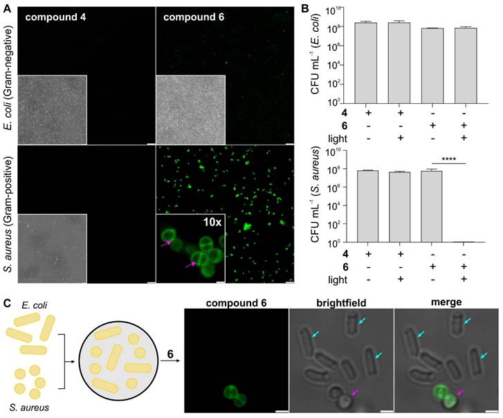 Theranostics Image