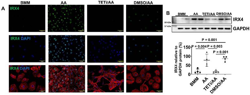 Theranostics Image