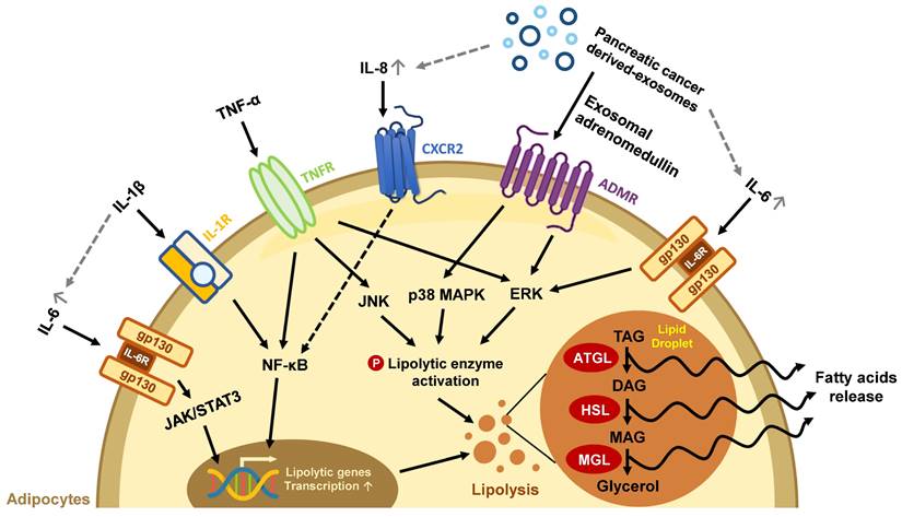 Theranostics Image