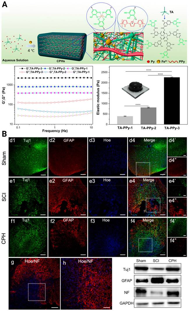 Theranostics Image