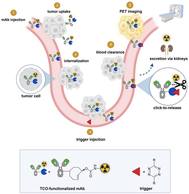 Theranostics Image