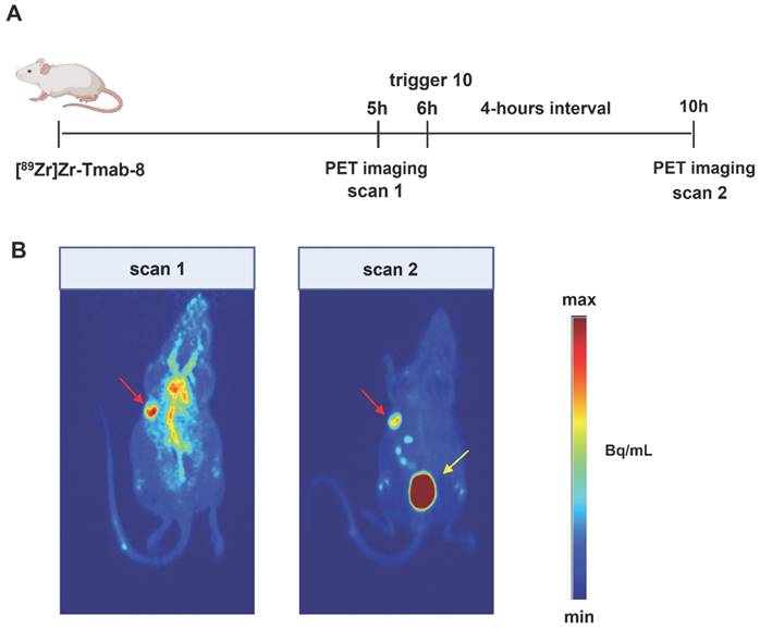 Theranostics Image