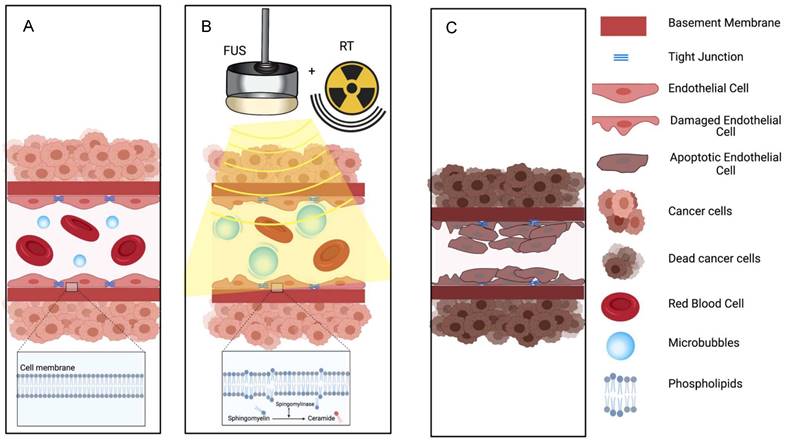 Theranostics Image