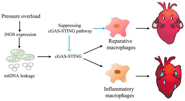 Theranostics Image