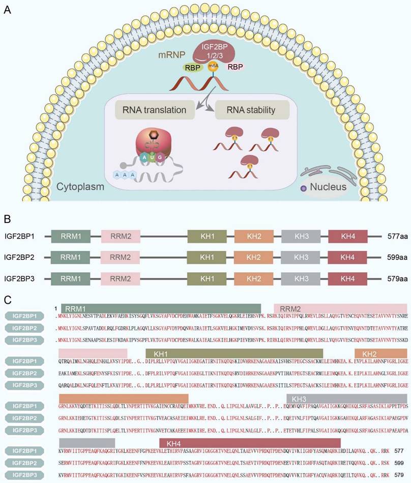 Regulatory mechanisms and therapeutic implications of insulin-like ...