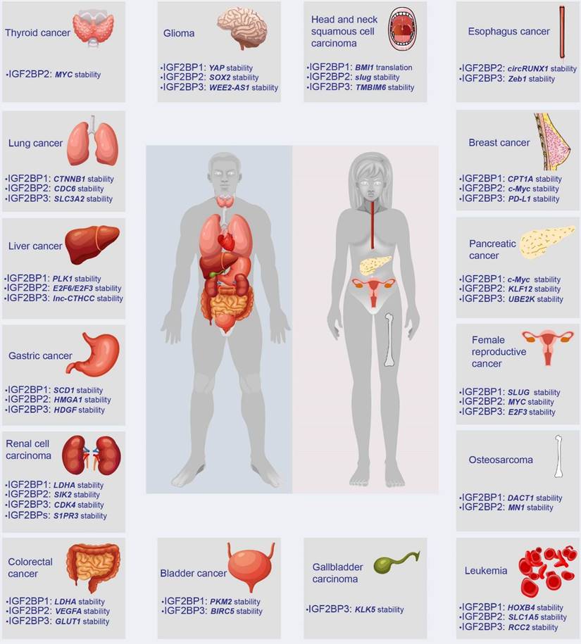 Theranostics Image