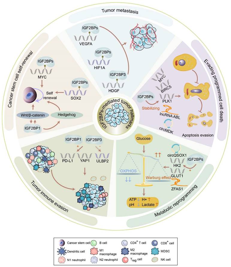 Regulatory mechanisms and therapeutic implications of insulin-like ...