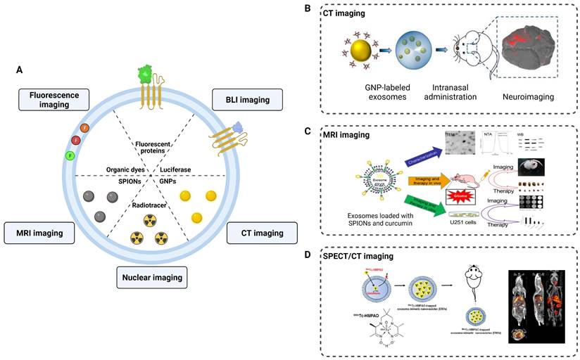 Theranostics Image