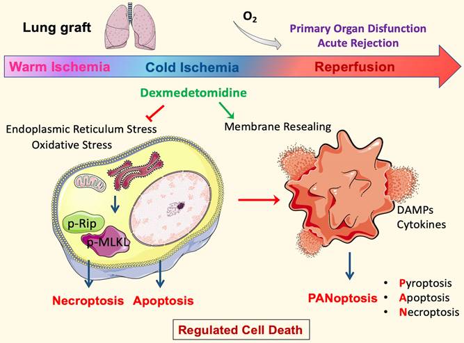 Theranostics Image